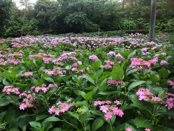 三室戸寺の自然