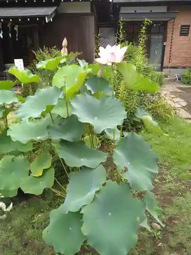 観音寺（世田谷山観音寺）の自然