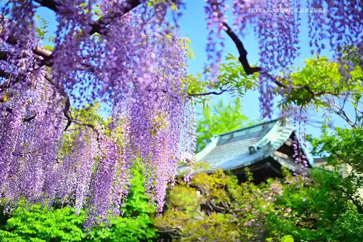 西新井大師総持寺(東京都)