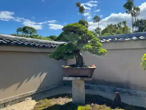芳春院(京都府)