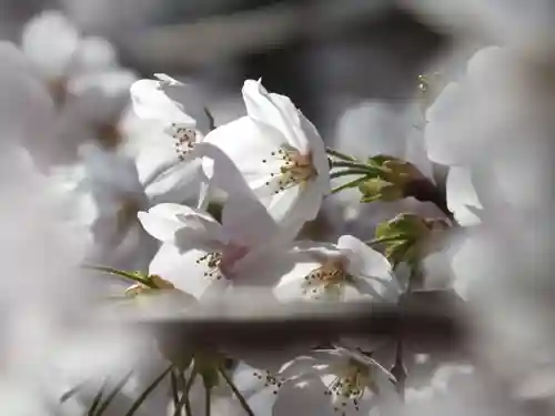 園城寺（三井寺）の自然