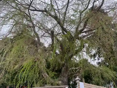 台渡里八幡神社(茨城県)
