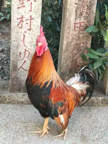高知大神宮の動物