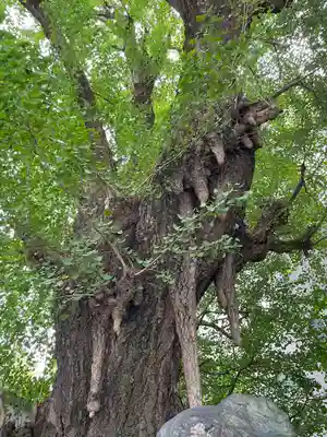 品川寺(東京都)