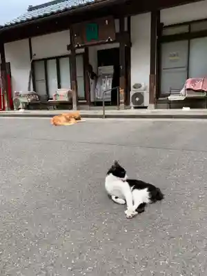 御誕生寺（猫寺）(福井県)