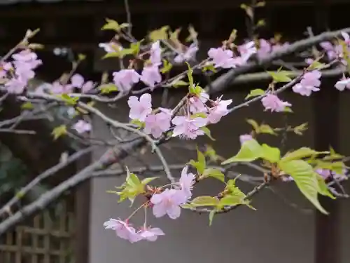 江島神社の自然
