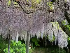 富士山本宮浅間大社(静岡県)