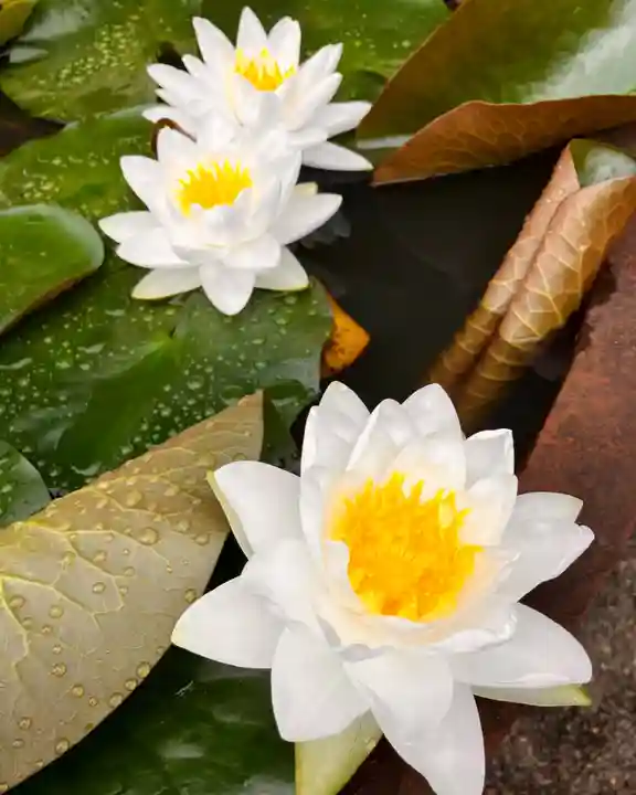 真言宗 善通寺派 薬王寺(香川県)