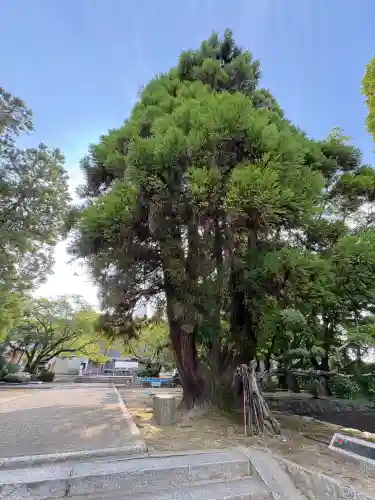 香園寺(愛媛県)
