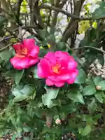 總社 和田八幡宮の自然