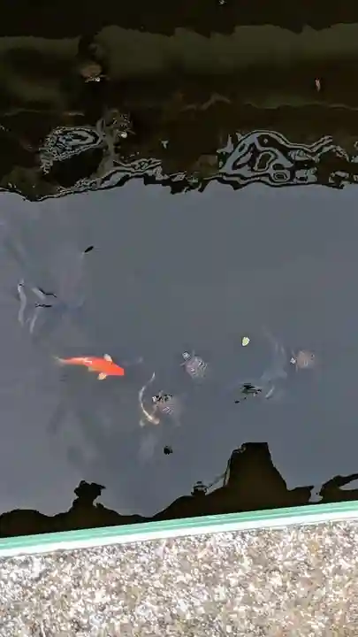 乳清水神社の動物