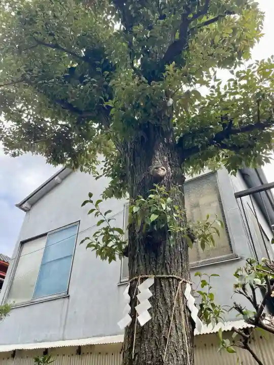 石井神社の{uncategorized: "未分類", other: "その他", undefined: "問題あり", building: "その他建物", grave: "お墓", sacred_gate: "鳥居", guardian: "狛犬", statue: "像", buddha: "仏像", history: "歴史", nature: "自然", garden: "庭園", animal: "動物", pagoda: "塔", temizu: "手水舎", mountain_gate: "山門・神門", sanctuary: "本殿・本堂", subordinate: "末社・摂社", art: "芸術", scenery: "景色", jizo: "地蔵", ema: "絵馬", goshuin: "御朱印", omikuji: "おみくじ", items: "授与品その他", amulet: "お守り", goshuincho: "御朱印帳", eats: "食事", festival: "お祭り", votive_dance: "神楽", shichigosan: "七五三参", wedding: "結婚式", experience: "体験その他", initially: "初詣", around: "周辺", anti_infection: "感染症対策"}