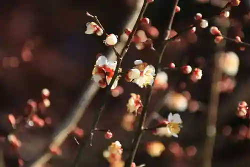 鹿島大神宮の庭園