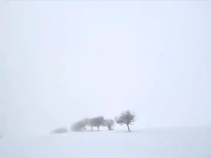 山家神社奥宮の自然