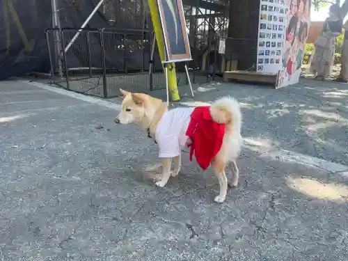 福島八幡宮の動物