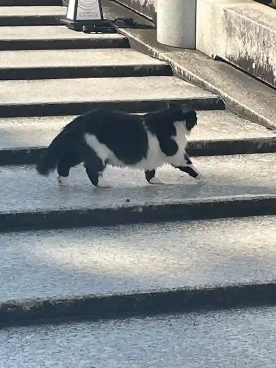 豊川閣 妙厳寺の動物