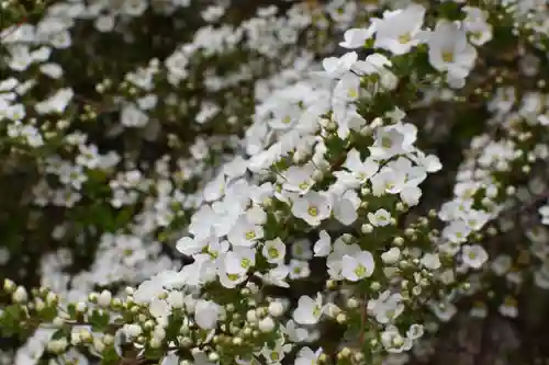 本願寺長浜別院の自然