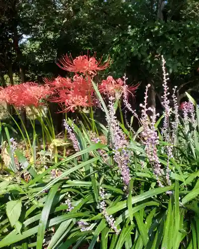 沙沙貴神社の自然