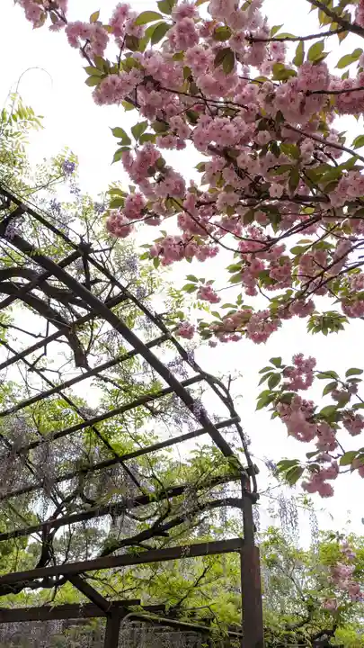 葛井寺(大阪府)