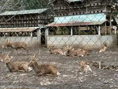 三嶋大社(静岡県)