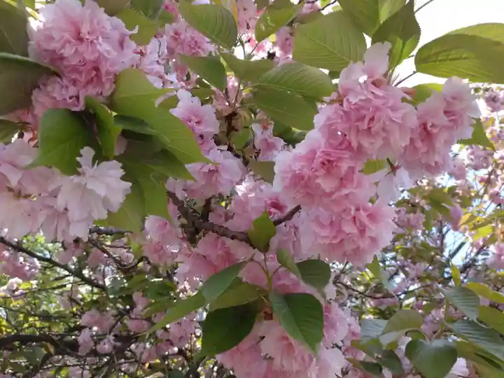 蒼柴神社(新潟県)