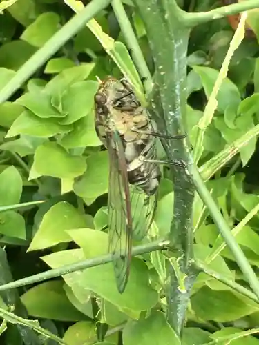 息栖神社の動物