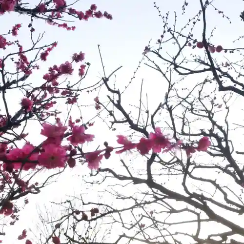 新井天神北野神社の自然