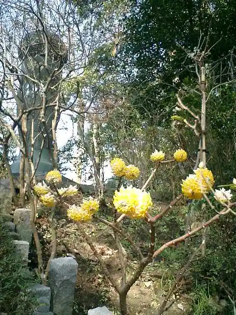 荏柄天神社の自然