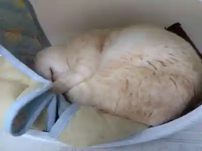 御誕生寺（猫寺）(福井県)