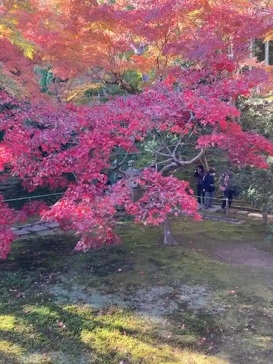 長壽寺(長寿寺)の自然