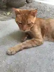 安居神社の動物