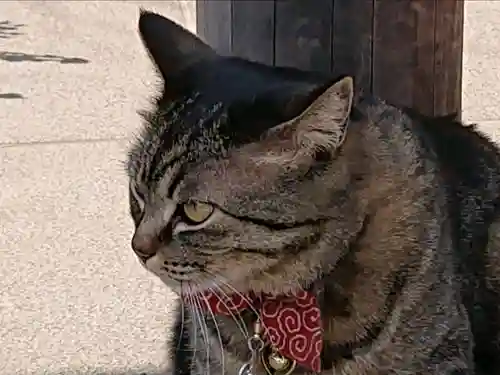 前玉神社の動物