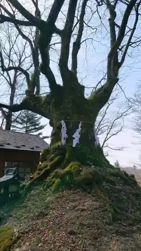 碓氷峠熊野神社の{uncategorized: "未分類", other: "その他", undefined: "問題あり", building: "その他建物", grave: "お墓", sacred_gate: "鳥居", guardian: "狛犬", statue: "像", buddha: "仏像", history: "歴史", nature: "自然", garden: "庭園", animal: "動物", pagoda: "塔", temizu: "手水舎", mountain_gate: "山門・神門", sanctuary: "本殿・本堂", subordinate: "末社・摂社", art: "芸術", scenery: "景色", jizo: "地蔵", ema: "絵馬", goshuin: "御朱印", omikuji: "おみくじ", items: "授与品その他", amulet: "お守り", goshuincho: "御朱印帳", eats: "食事", festival: "お祭り", votive_dance: "神楽", shichigosan: "七五三参", wedding: "結婚式", experience: "体験その他", initially: "初詣", around: "周辺", anti_infection: "感染症対策"}