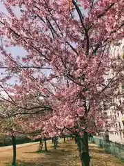 亀戸 香取神社の自然