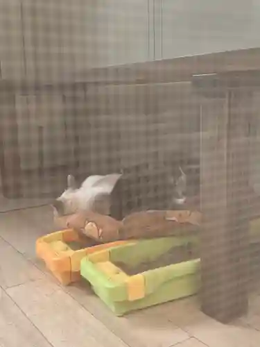 下野大師華蔵寺の動物