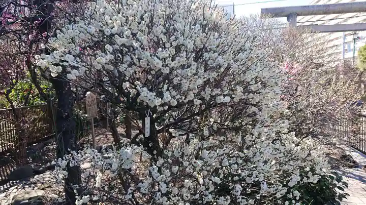 小村井 香取神社の自然