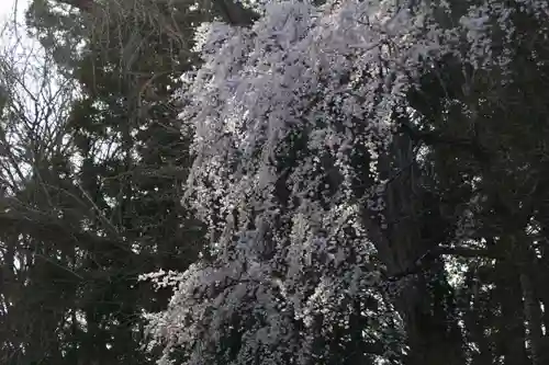 三春大神宮の自然