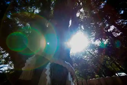 安房神社の自然