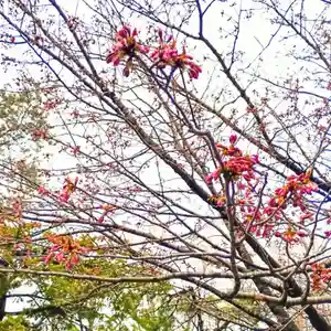 彌彦神社 (伊夜日子神社)の自然(2025年04月23日(水) 09時15分48秒投稿)