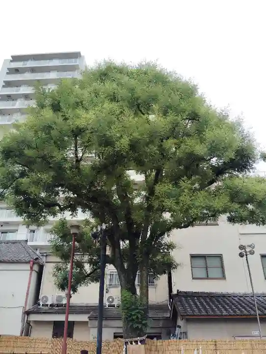 浅草神社の自然