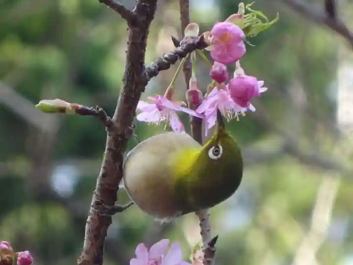 かっぱの寺 栖足寺の動物
