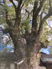 水尾神社の自然