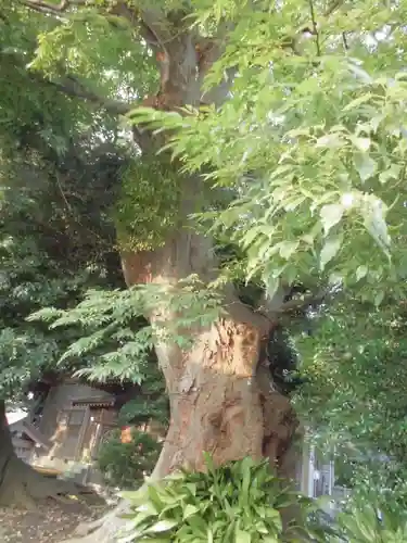 岡崎神社の自然