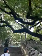 宇夫階神社の建物その他