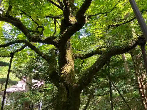 北口本宮冨士浅間神社(山梨県)