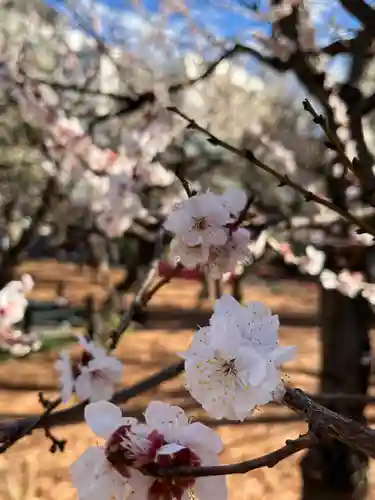 湯島天満宮(東京都)