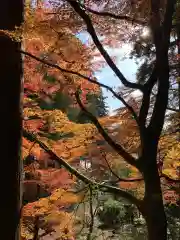 岡太神社の自然