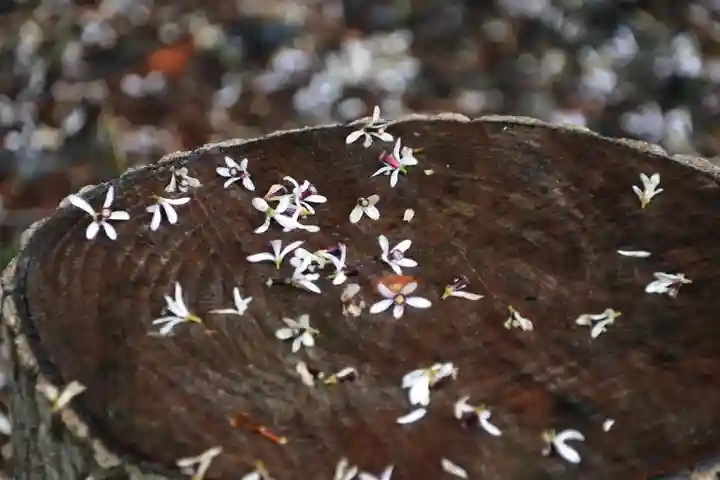 鹿島大神宮の自然