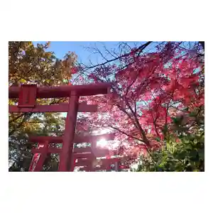 岐阜稲荷山本社の鳥居(2022年11月25日(金) 19時08分16秒投稿)