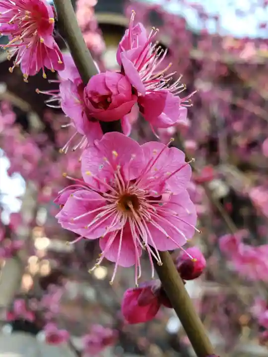 諏訪神社(東京都)
